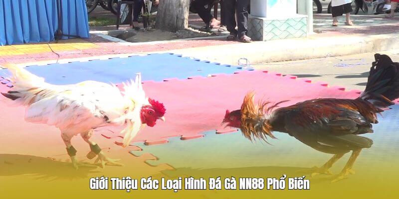 Những loại hình đá gà Nn88 Những loại hình đá gà Nn88