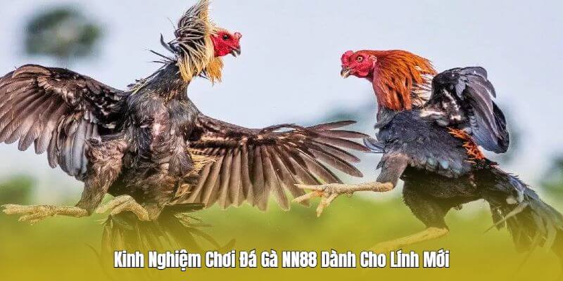 Kinh nghiệm chơi đá gà Nn88 Kinh nghiệm chơi đá gà Nn88